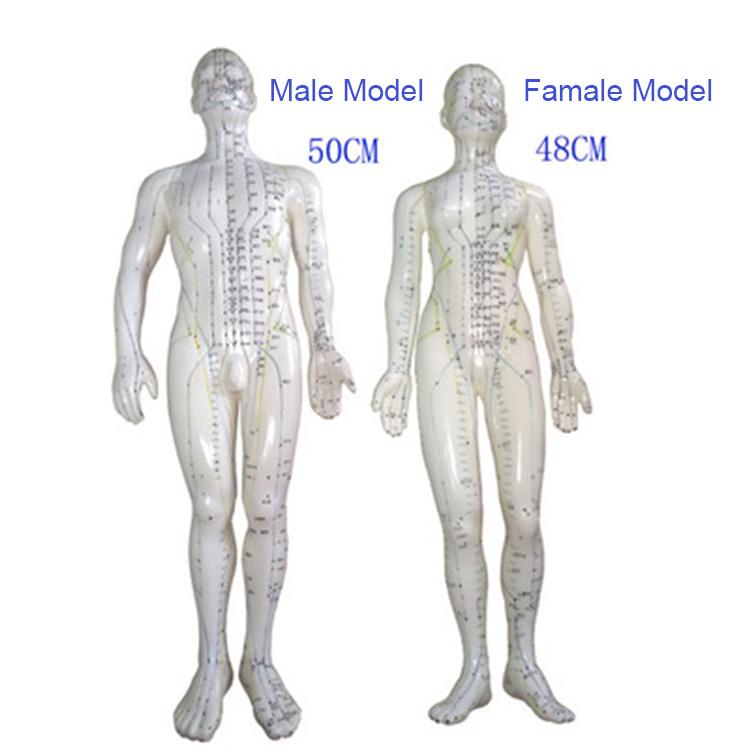 48cm Famale Acupuncture Model